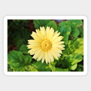 Pale Yellow Daisy Sticker